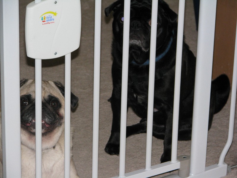 IMG_0562.JPG - Spanky Mae and Momo had to stay out of my room.