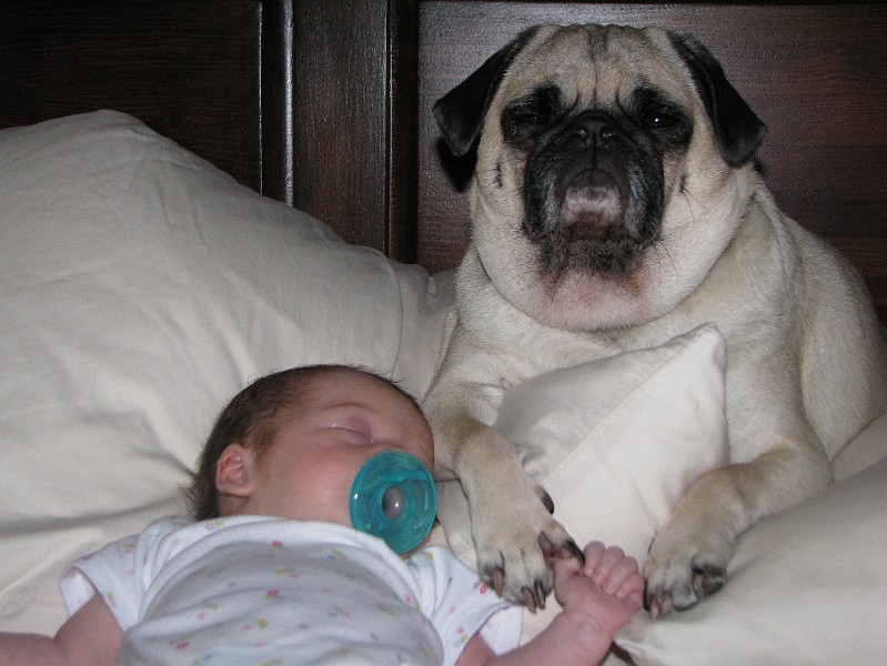 IMG_0785.JPG - Spanky Mae holds my hand while I snooze.