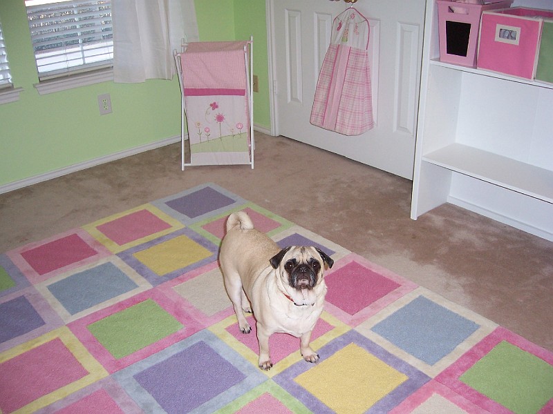 SpankyForScale.jpg - And she stands on my cute rug.